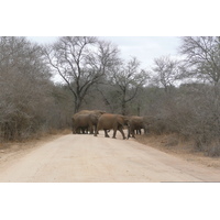 Photo Afrique du Sud Parc National Kruger Rivière Sable 2008-09 51