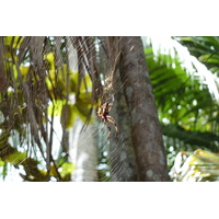 Photo Seychelles Vallée de Mai 2011-10 77