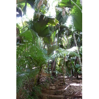 Photo Seychelles Vallée de Mai 2011-10 85