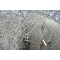 Photo Afrique du Sud Parc National Kruger Rivière Sable 2008-09 68