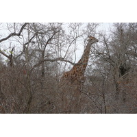 Photo Afrique du Sud Parc National Kruger Rivière Sable 2008-09 63