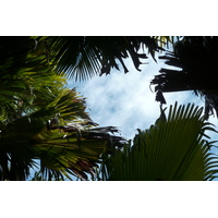 Photo Seychelles Vallée de Mai 2011-10 20
