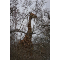 Photo Afrique du Sud Parc National Kruger Rivière Sable 2008-09 45