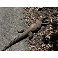 Photo Singapour Jardins botaniques de Singapore 2023-01 43