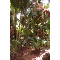 Photo Seychelles Vallée de Mai 2011-10 21