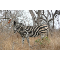 Photo Afrique du Sud Parc National Kruger 2008-09 23