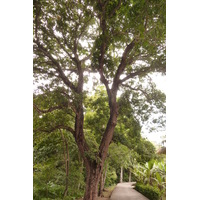Photo Seychelles La Digue 2011-10 72