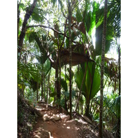 Photo Seychelles Vallée de Mai 2011-10 73