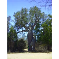 Photo Madagascar Morondava 1999-10 0