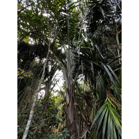 Photo Singapour Jardins botaniques de Singapore 2023-01 110