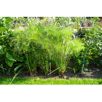 Photo France Paris Jardin des Plantes 2007-08 186
