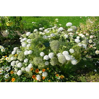 Photo France Paris Jardin des Plantes 2007-08 52