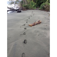 Photo Costa Rica Cahuita 2015-03 174