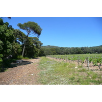 Photo France Ile de Porquerolles Plaine de la courtade 2008-05 22