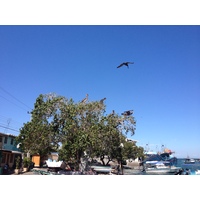 Photo Costa Rica Puntarenas 2015-03 87