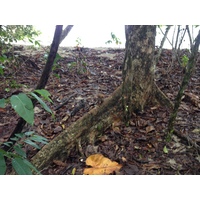 Photo Costa Rica Cahuita 2015-03 236