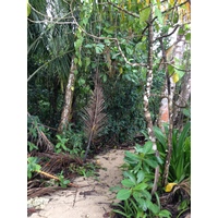 Photo Costa Rica Cahuita 2015-03 32