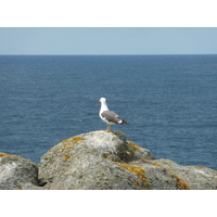 Photo France Ile d'yeu 2009-07 40