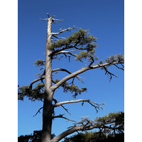 Photo France Corse Monte Cinto 2023-10 151