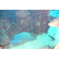 Photo Émirats arabes unis Dubai Hotel Atlantis 2014-02 120