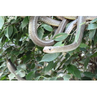Photo Thaïlande Chiang Mai Ferme aux serpents Mae Sa 2010-12 61