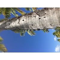 Photo Guadeloupe Plage de la Caravelle 2021-02 125