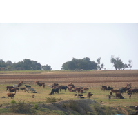 Photo Afrique du Sud route de Nelspruit à Johannesburg 2008-09 72