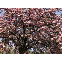Photo France Parc de Sceaux 2019-04 81