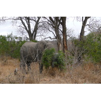 Photo Afrique du Sud Parc National Kruger 2008-09 109