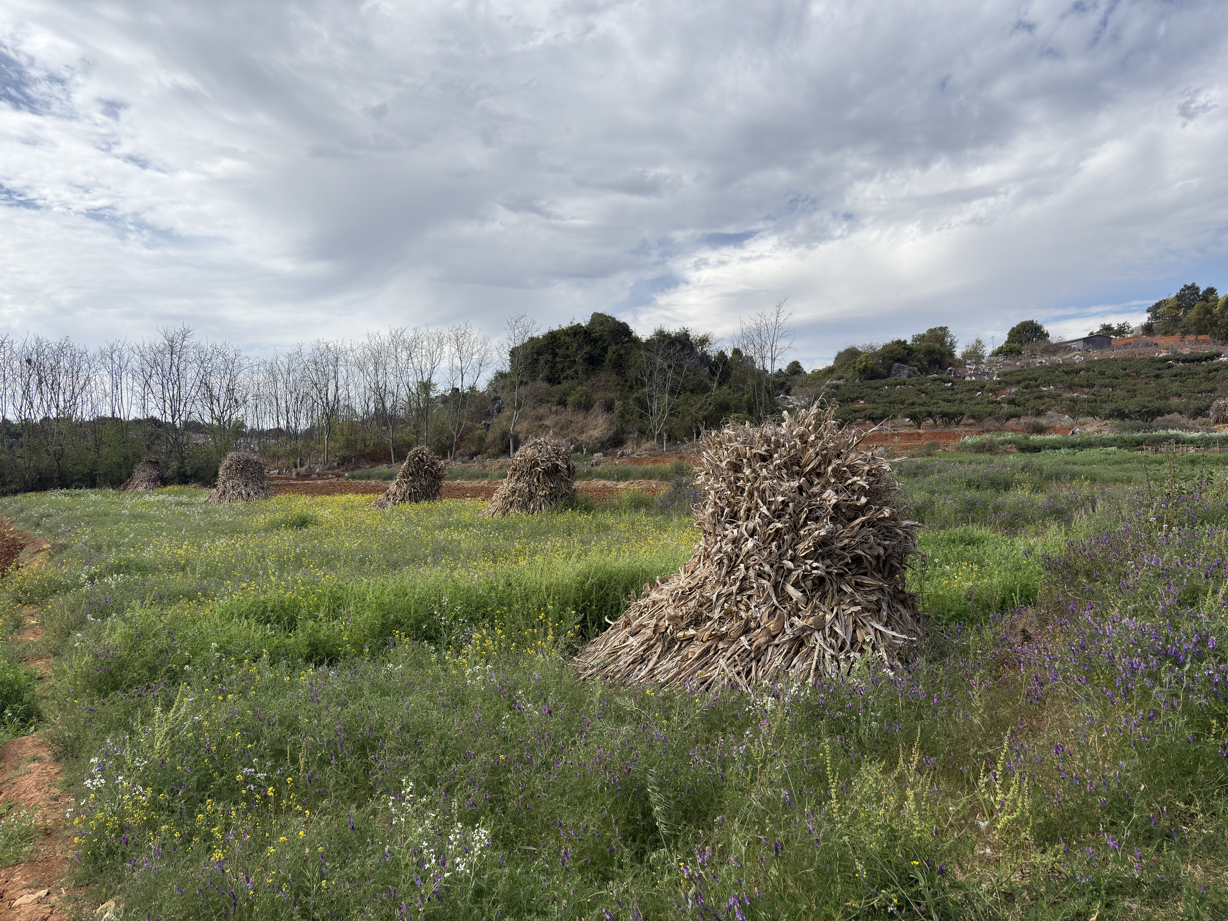 Picture China Shilin Stone Forest 2026-01 40 - Around Shilin Stone Forest