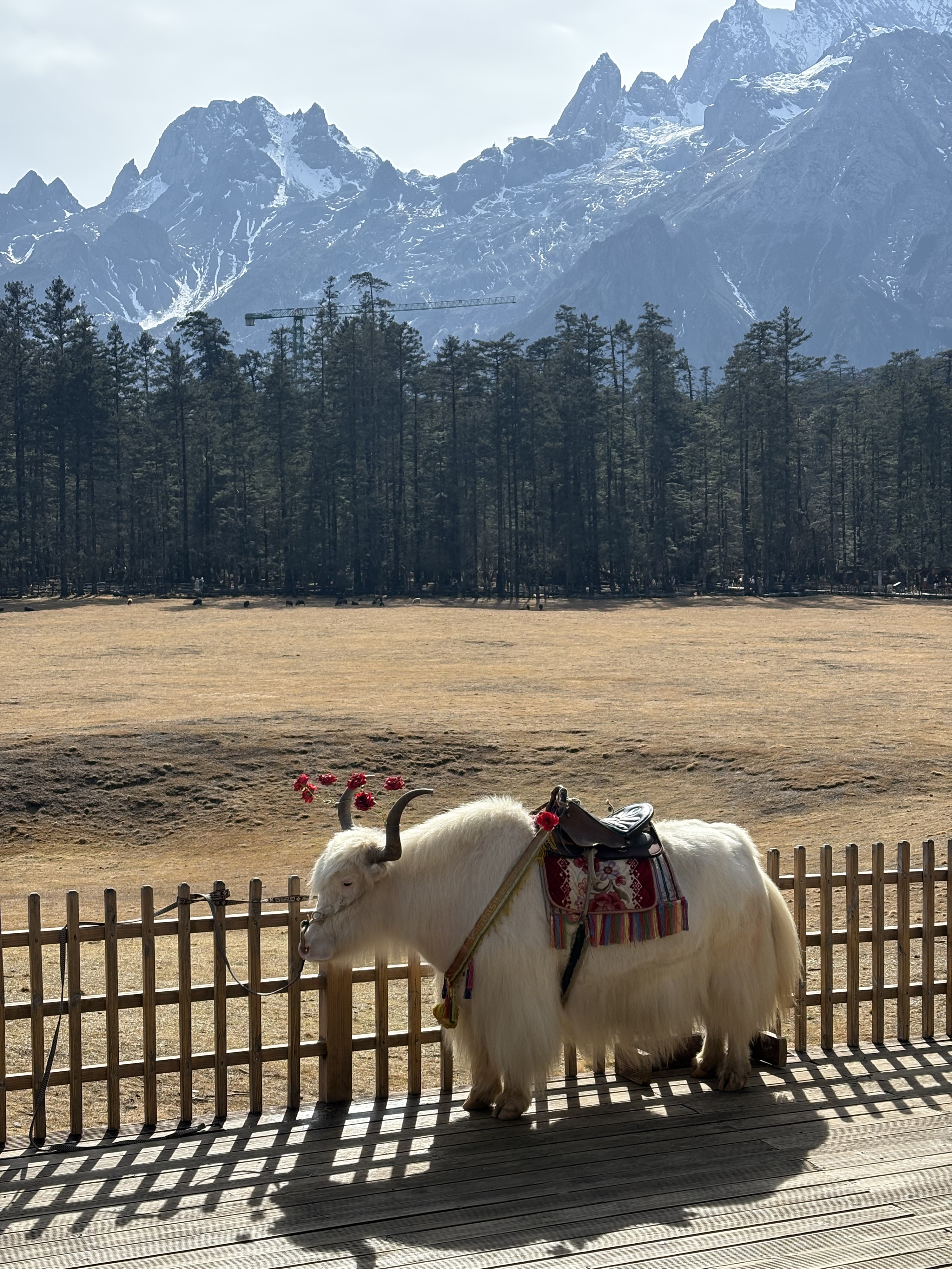Picture China Lijiang Blue moon valley 2026-01 132 - Tour Blue moon valley