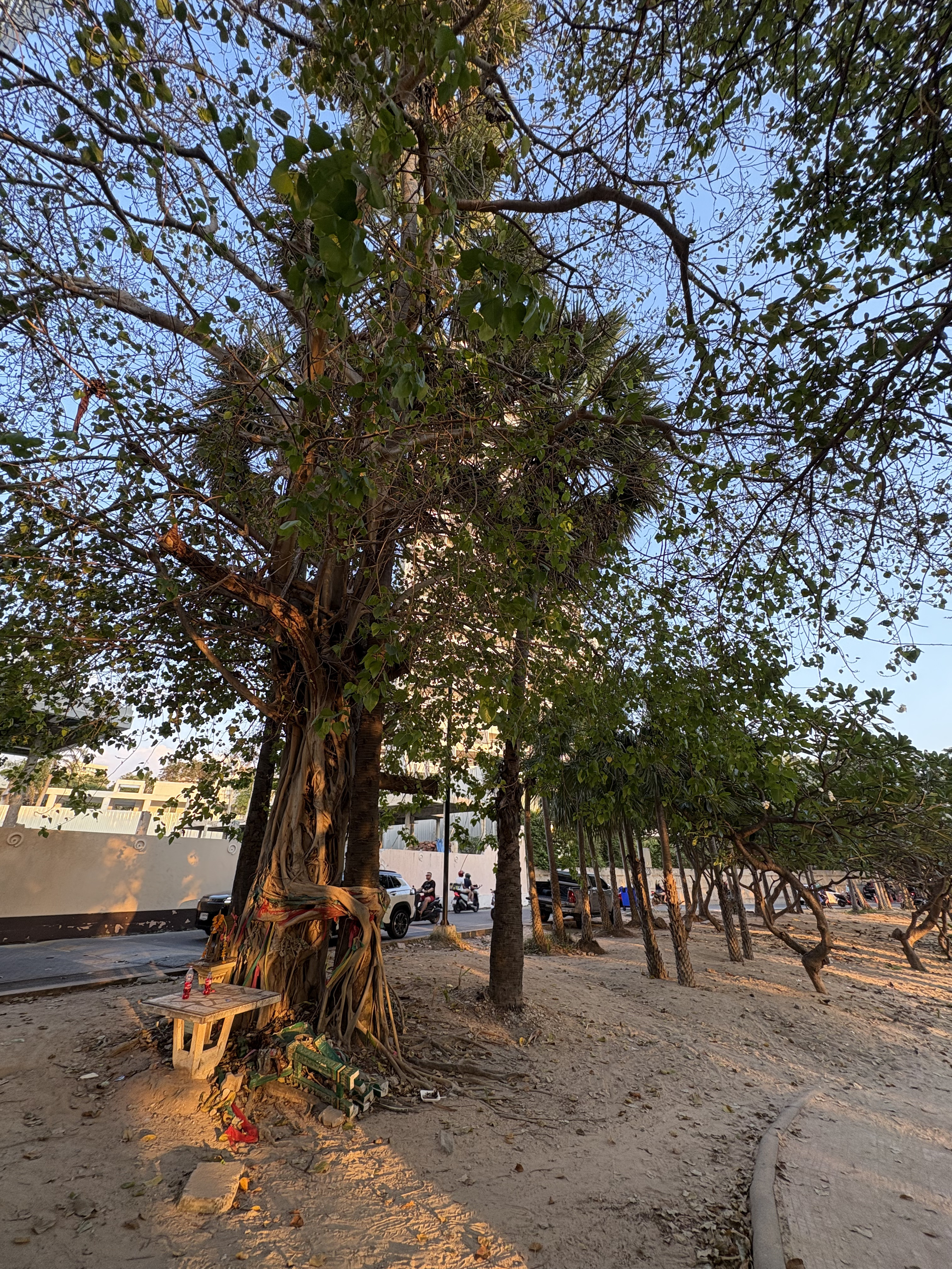 Picture Thailand Pattaya Dongtan beach 2025-12 28 - History Dongtan beach