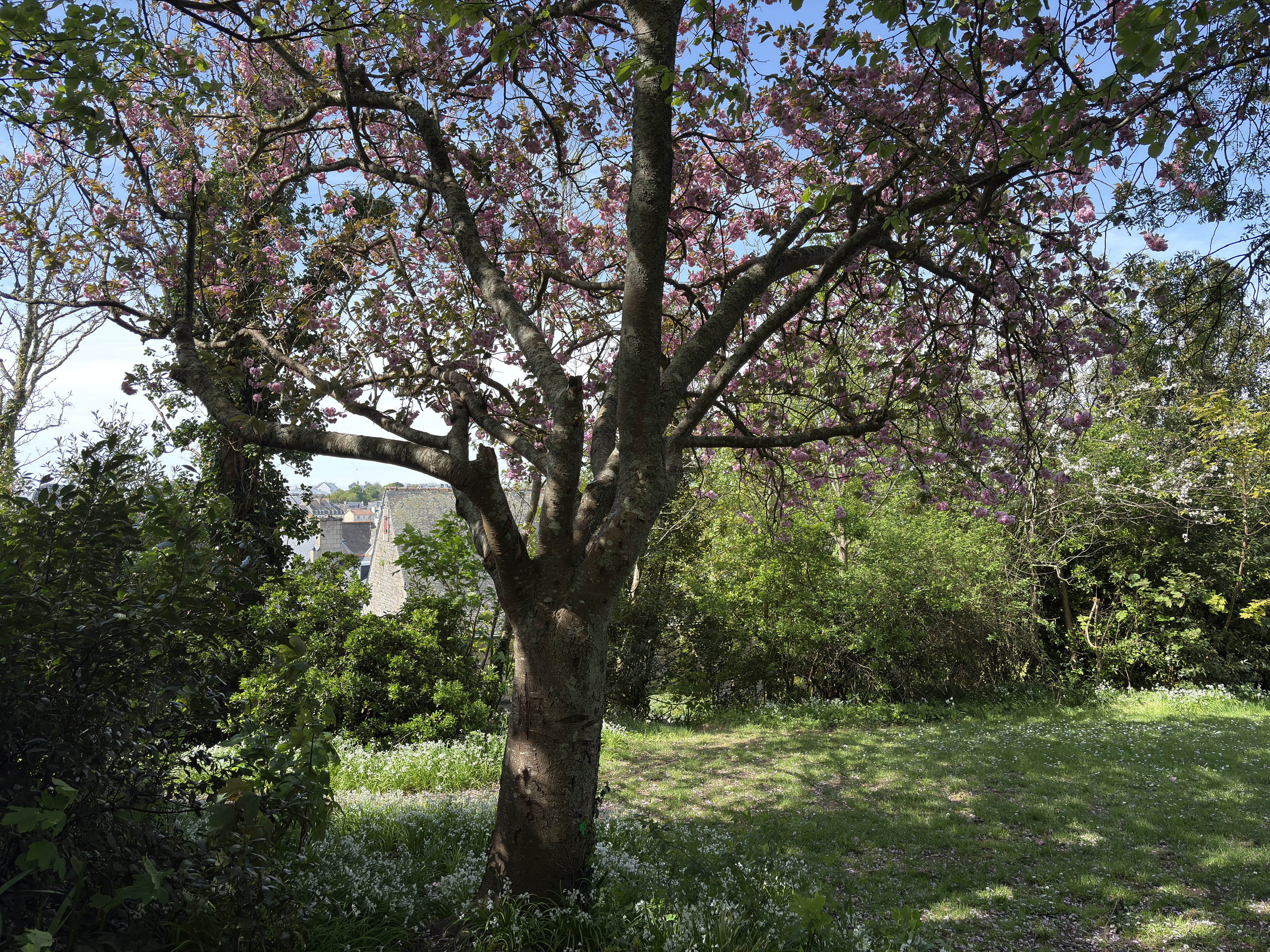 Picture France Concarneau Ville close 2026-04 36 - Tours Ville close