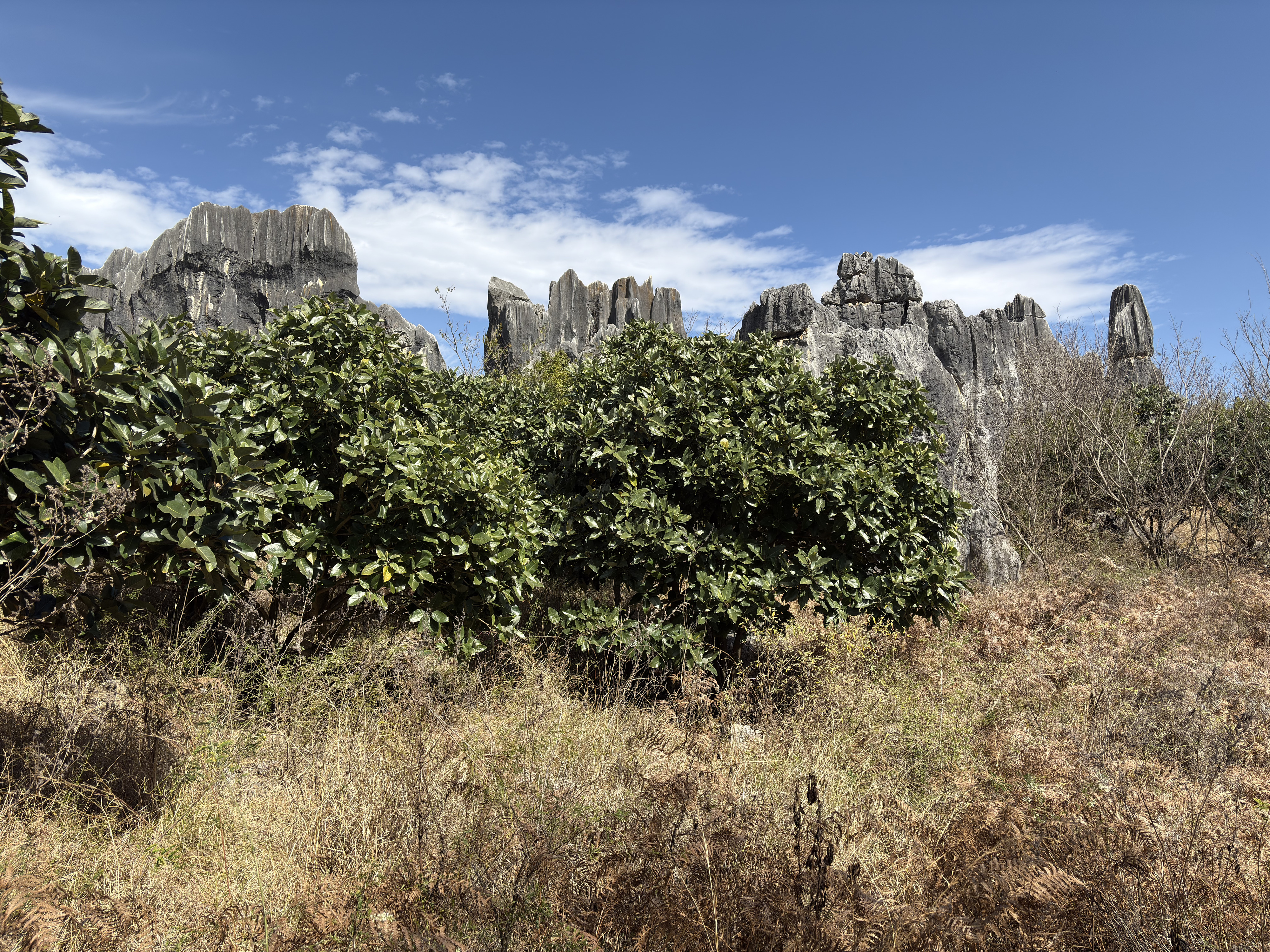 Picture China Shilin Stone Forest 2026-01 167 - Discovery Shilin Stone Forest