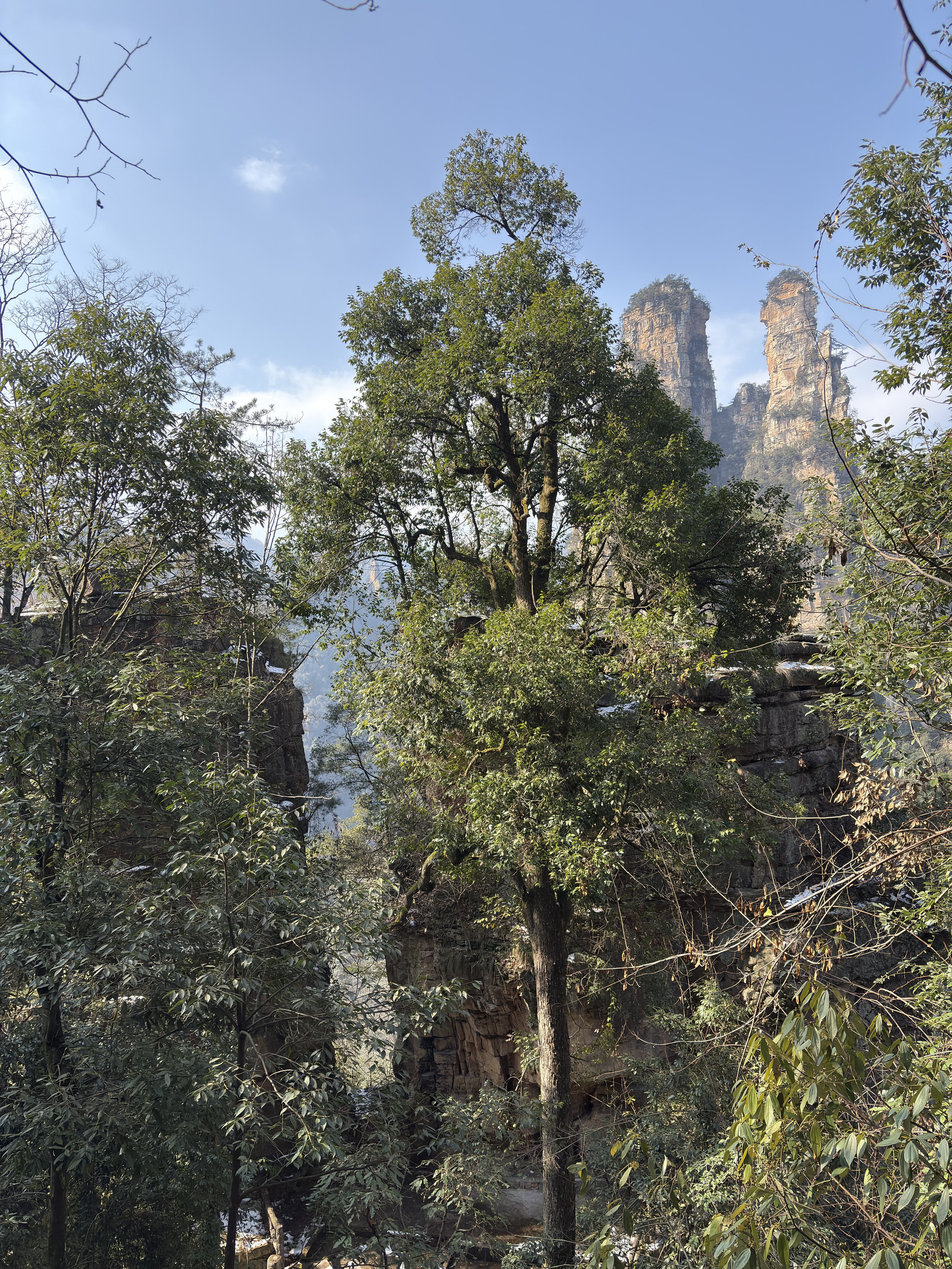 Picture China Zhangjiajie Tianzi Mountrain 2026-01 238 - Tours Tianzi Mountrain