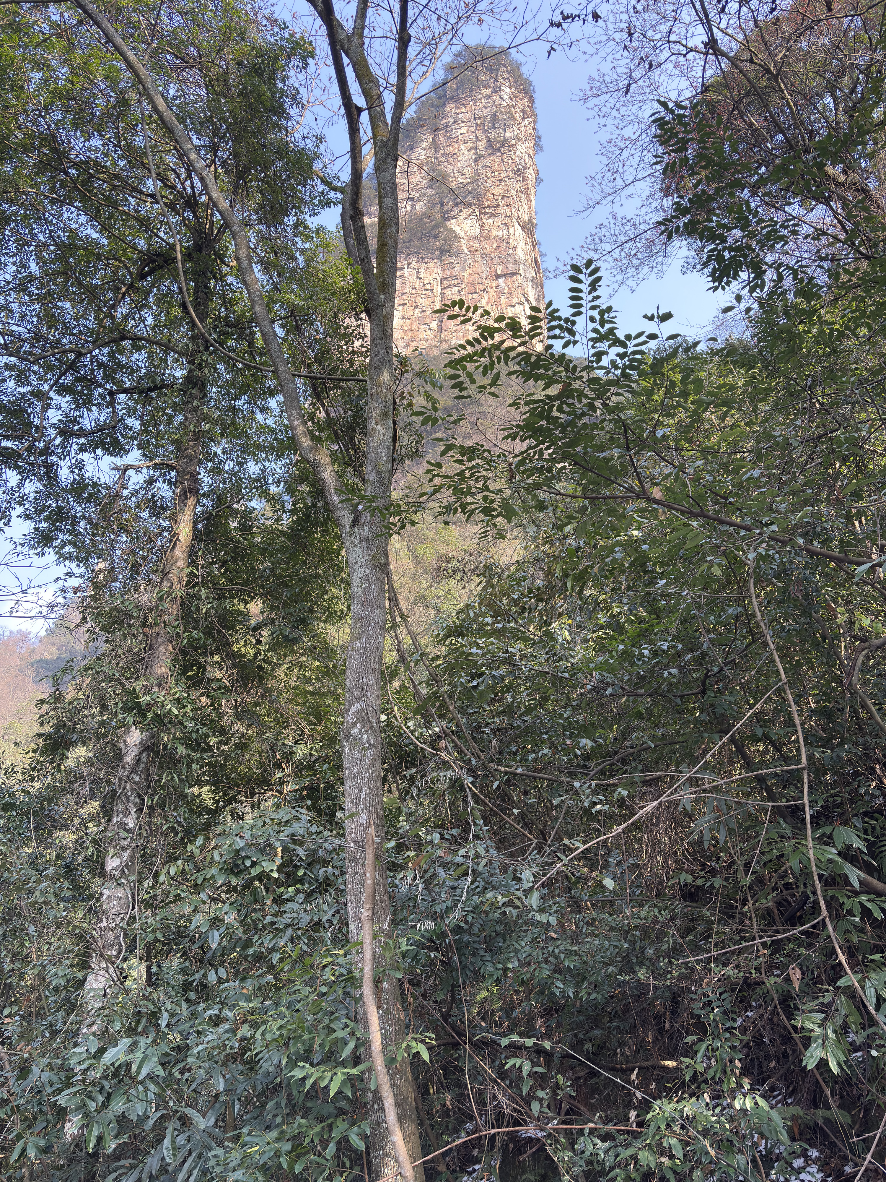 Picture China Zhangjiajie Tianzi Mountrain 2026-01 156 - Journey Tianzi Mountrain