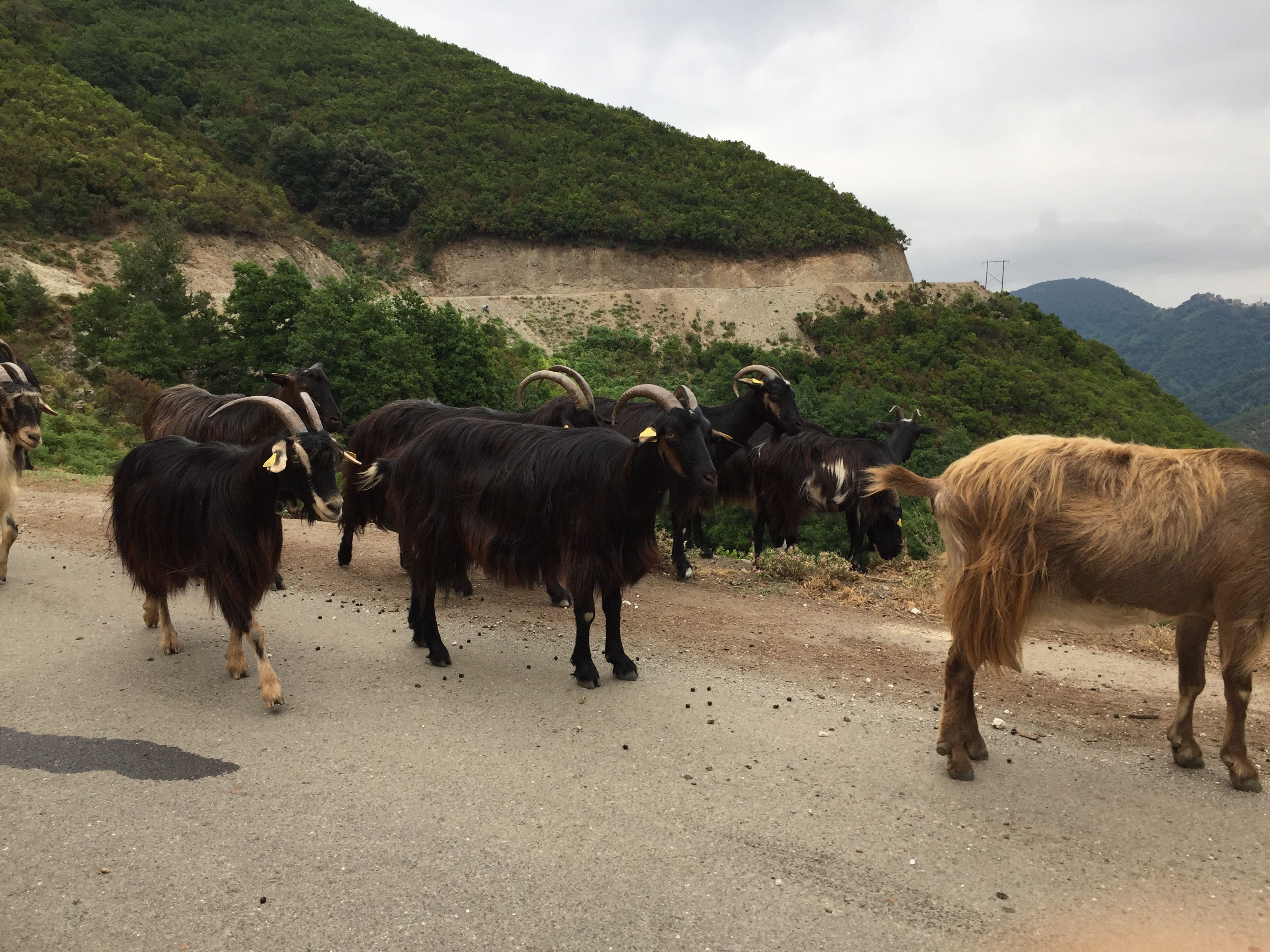 Picture France Corsica Valle d'alesani 2017-07 16