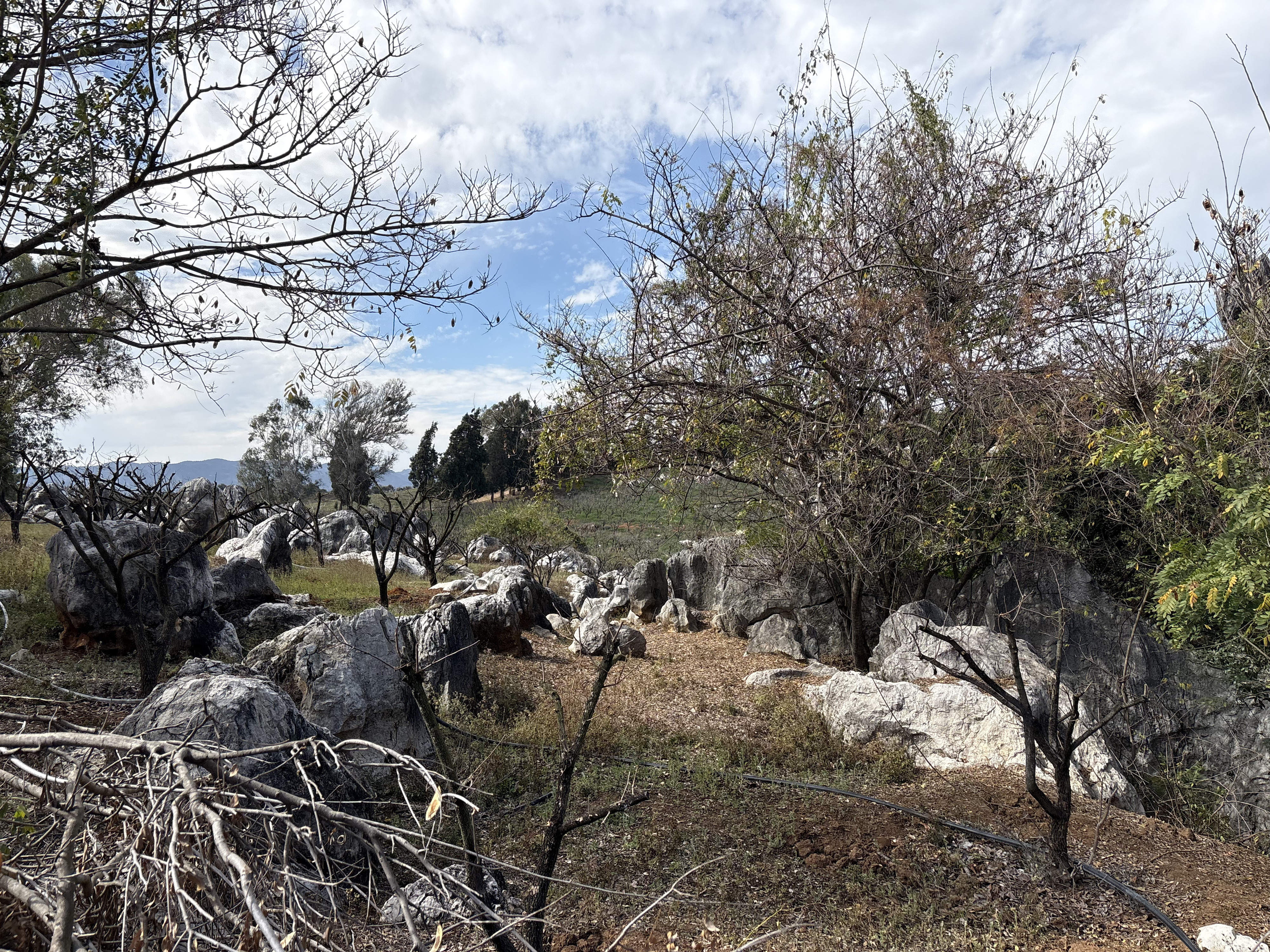 Picture China Shilin Stone Forest 2026-01 59 - Center Shilin Stone Forest
