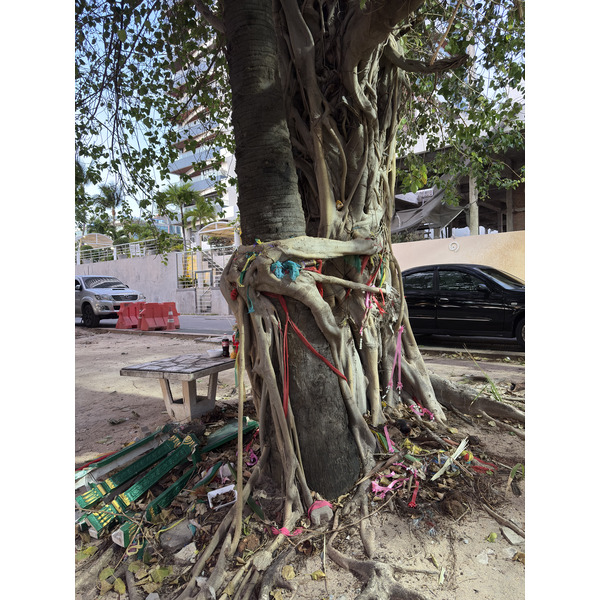 Picture Thailand Pattaya Dongtan beach 2025-12 20 - Center Dongtan beach