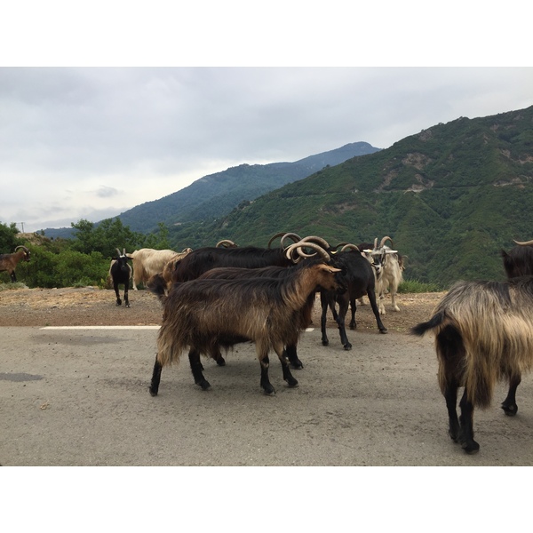 Picture France Corsica Valle d'alesani 2017-07 11