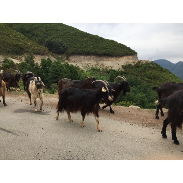 Picture France Corsica Valle d'alesani 2017-07 0