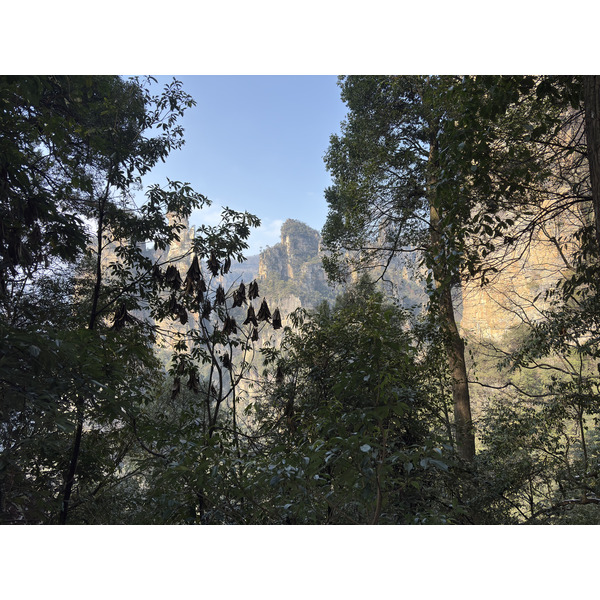 Picture China Zhangjiajie Tianzi Mountrain 2026-01 354 - History Tianzi Mountrain