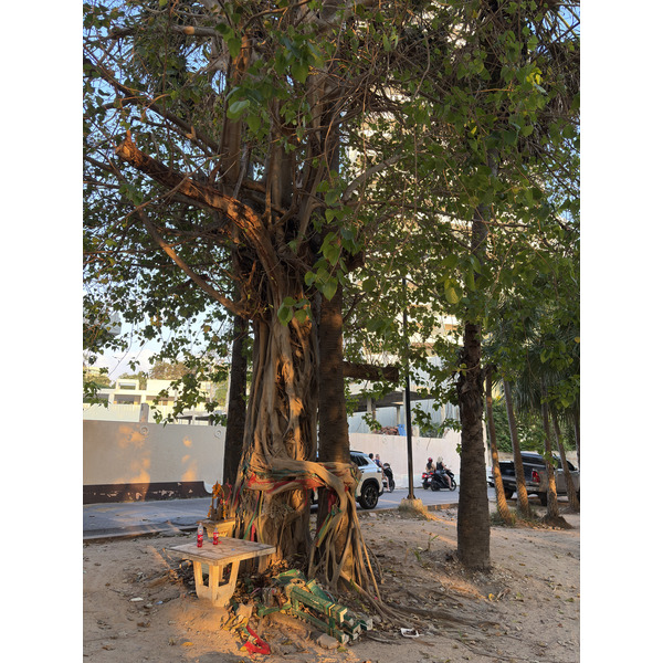 Picture Thailand Pattaya Dongtan beach 2025-12 32 - Tour Dongtan beach