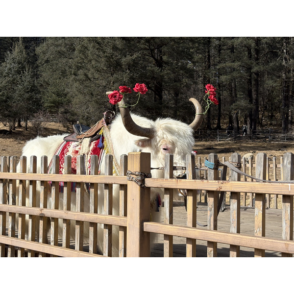 Picture China Lijiang Blue moon valley 2026-01 148 - Center Blue moon valley