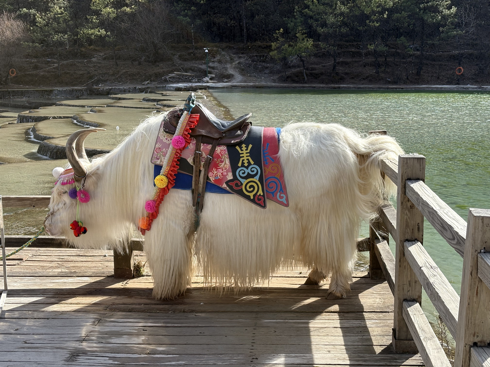 Picture China Lijiang Blue moon valley 2026-01 40 - Travel Blue moon valley