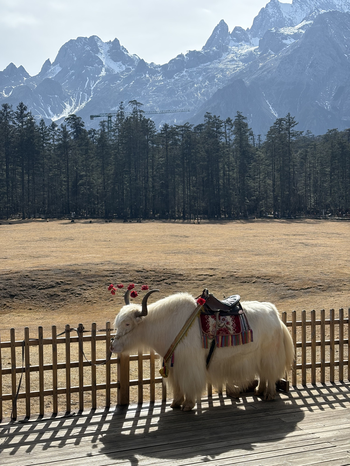 Picture China Lijiang Blue moon valley 2026-01 132 - Store Blue moon valley