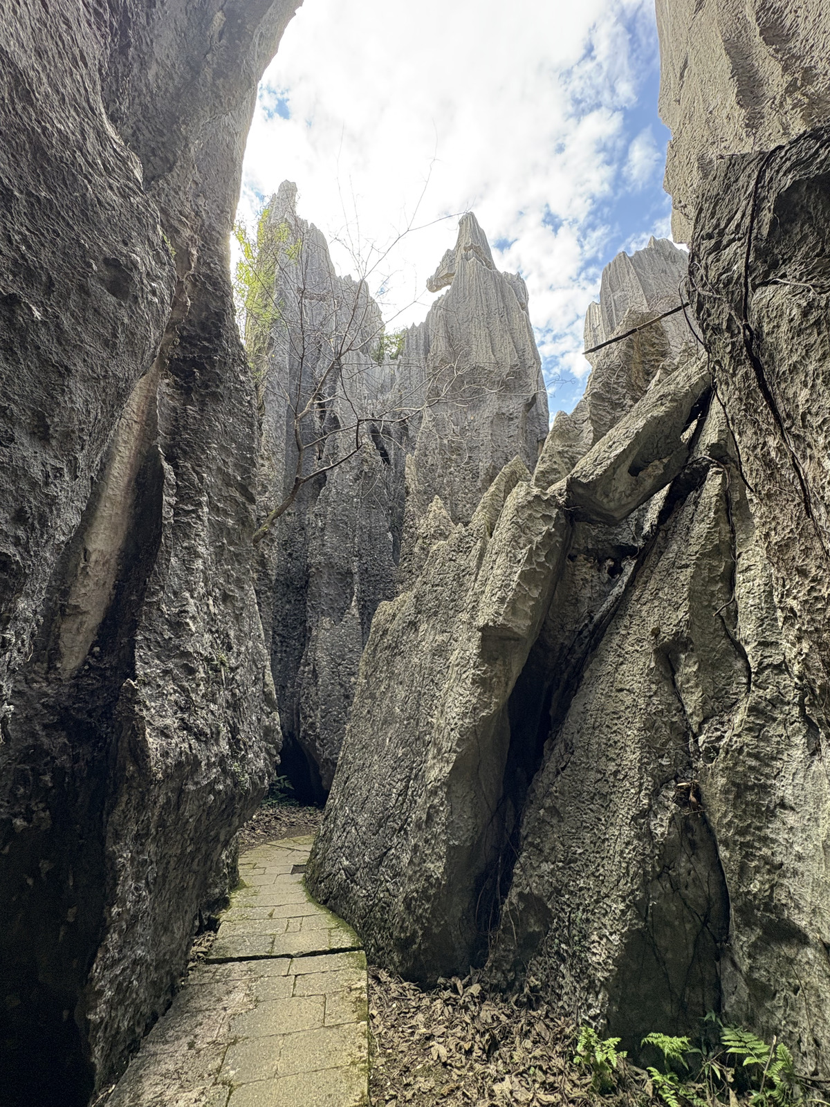 Picture China Shilin Stone Forest 2026-01 4 - View Shilin Stone Forest
