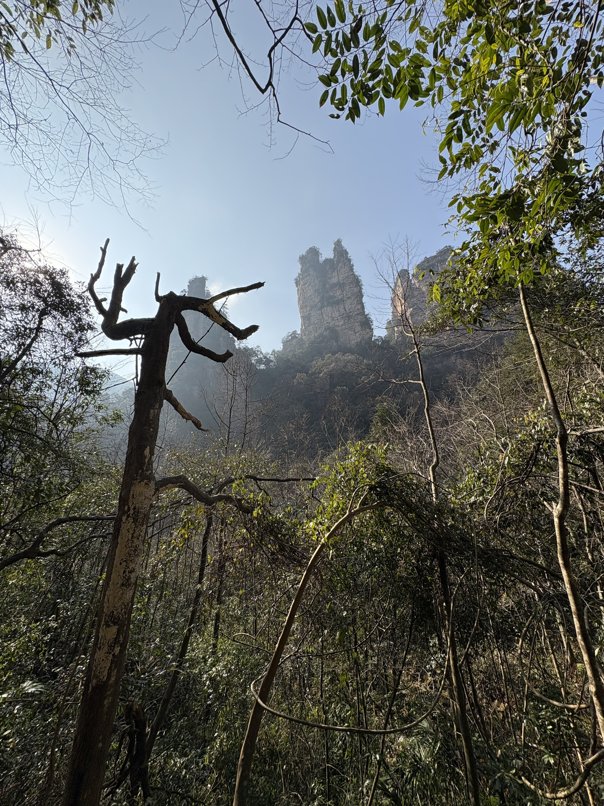 Picture China Zhangjiajie Tianzi Mountrain 2026-01 382 - Views Tianzi Mountrain