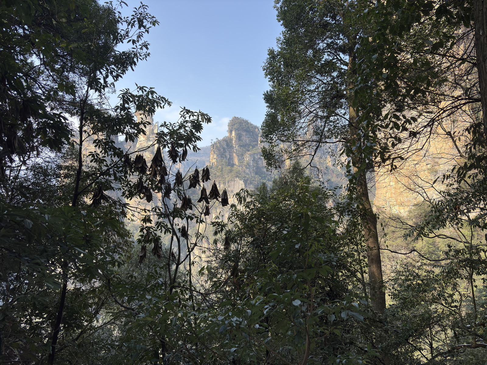 Picture China Zhangjiajie Tianzi Mountrain 2026-01 354 - Tourist Places Tianzi Mountrain