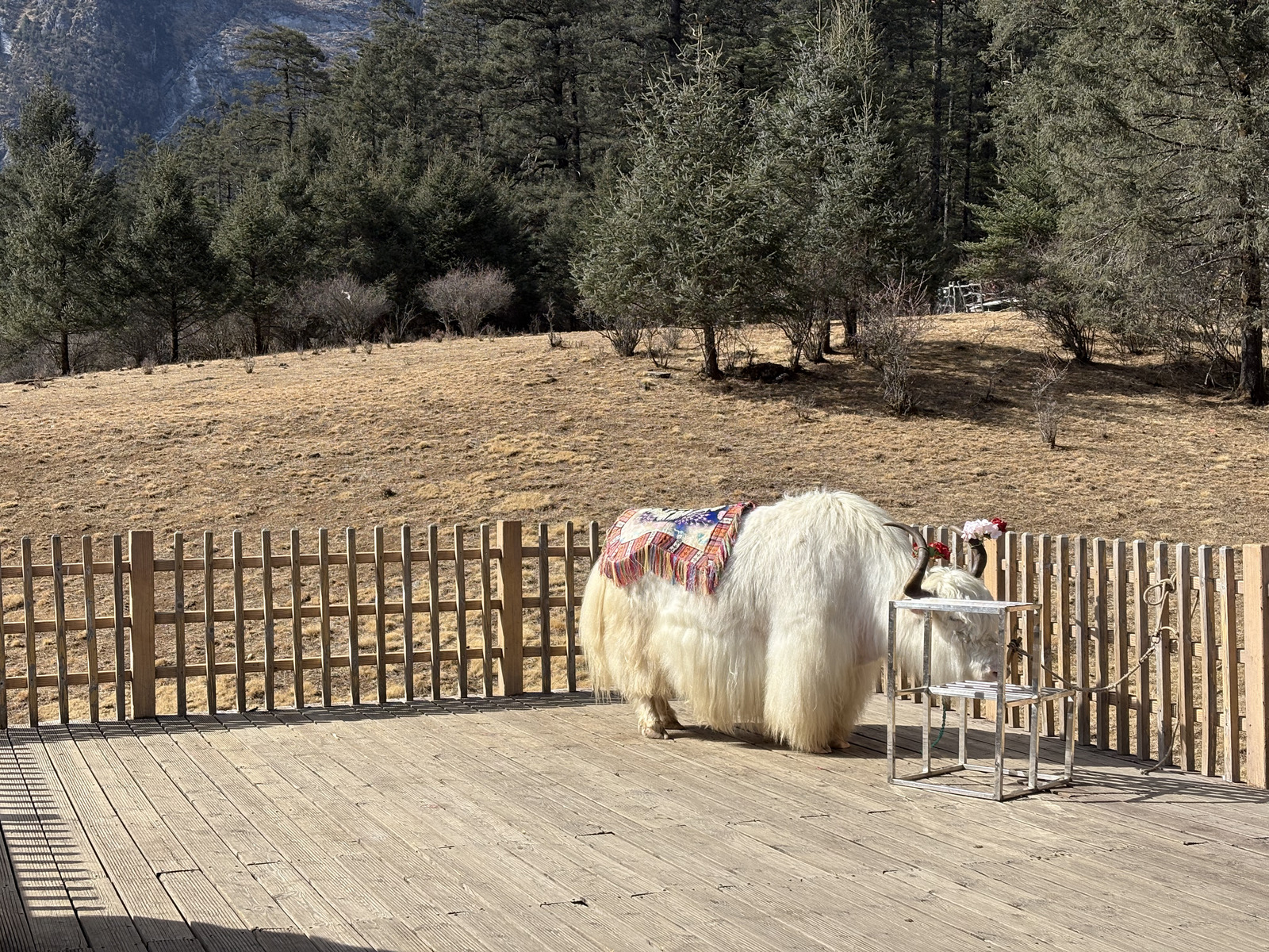 Picture China Lijiang Blue moon valley 2026-01 46 - Sightseeing Blue moon valley